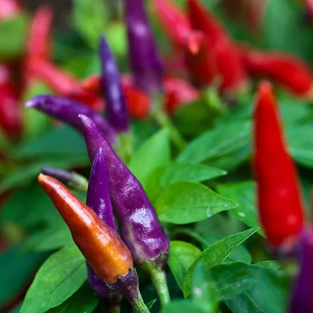 2024 Hot Sale🌶️🌈Colorful Chili Seeds🚨Limited Stock