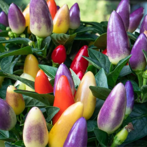 2024 Hot Sale🌶️🌈Colorful Chili Seeds🚨Limited Stock