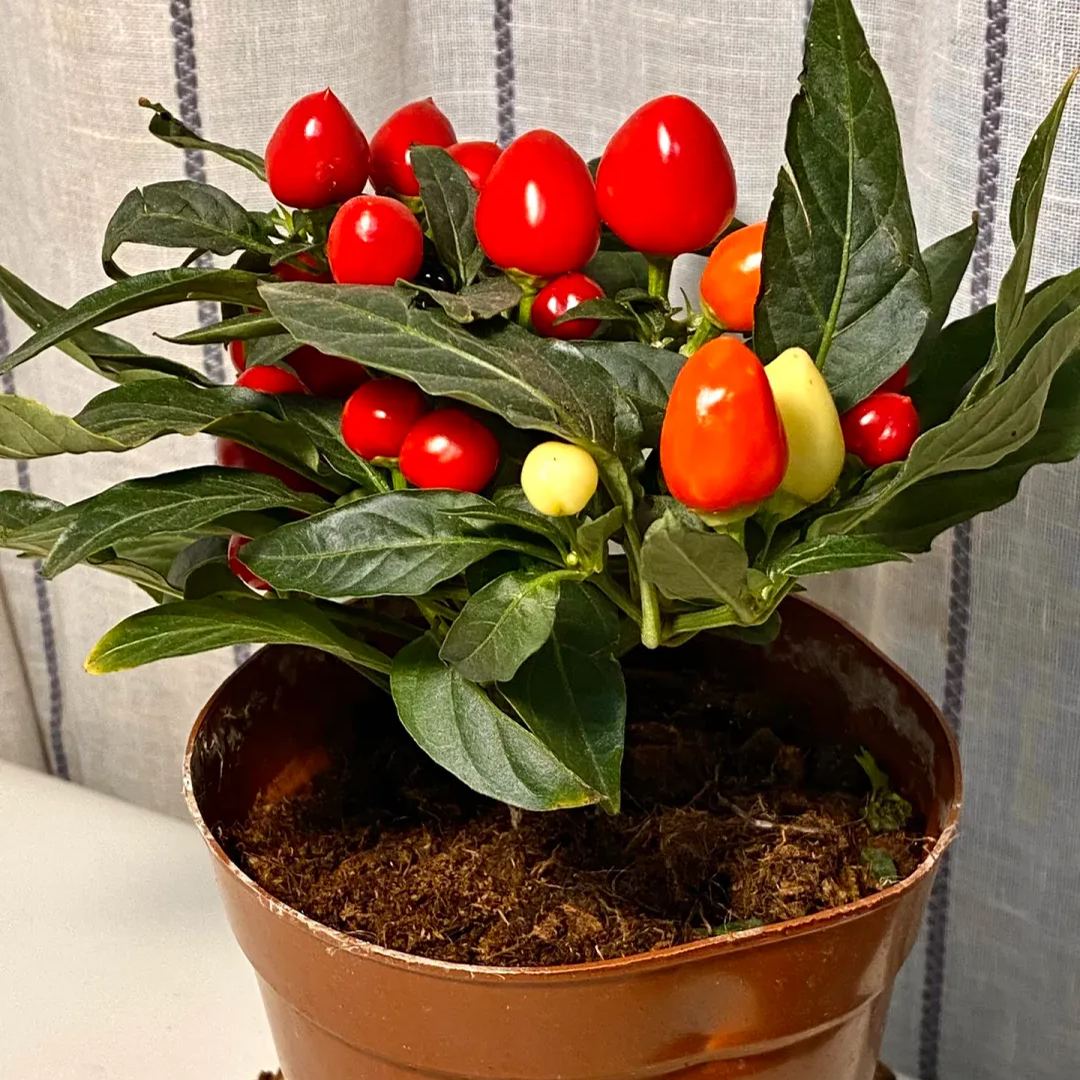 2024 Hot Sale🌶️🌈Colorful Chili Seeds🚨Limited Stock