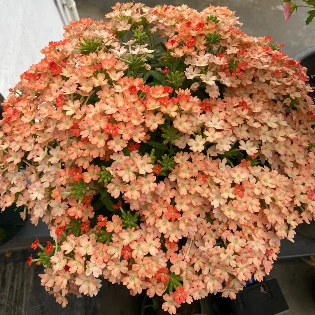 Verbena Hybrida Voss-Tuscan Peach Powder-Seeds