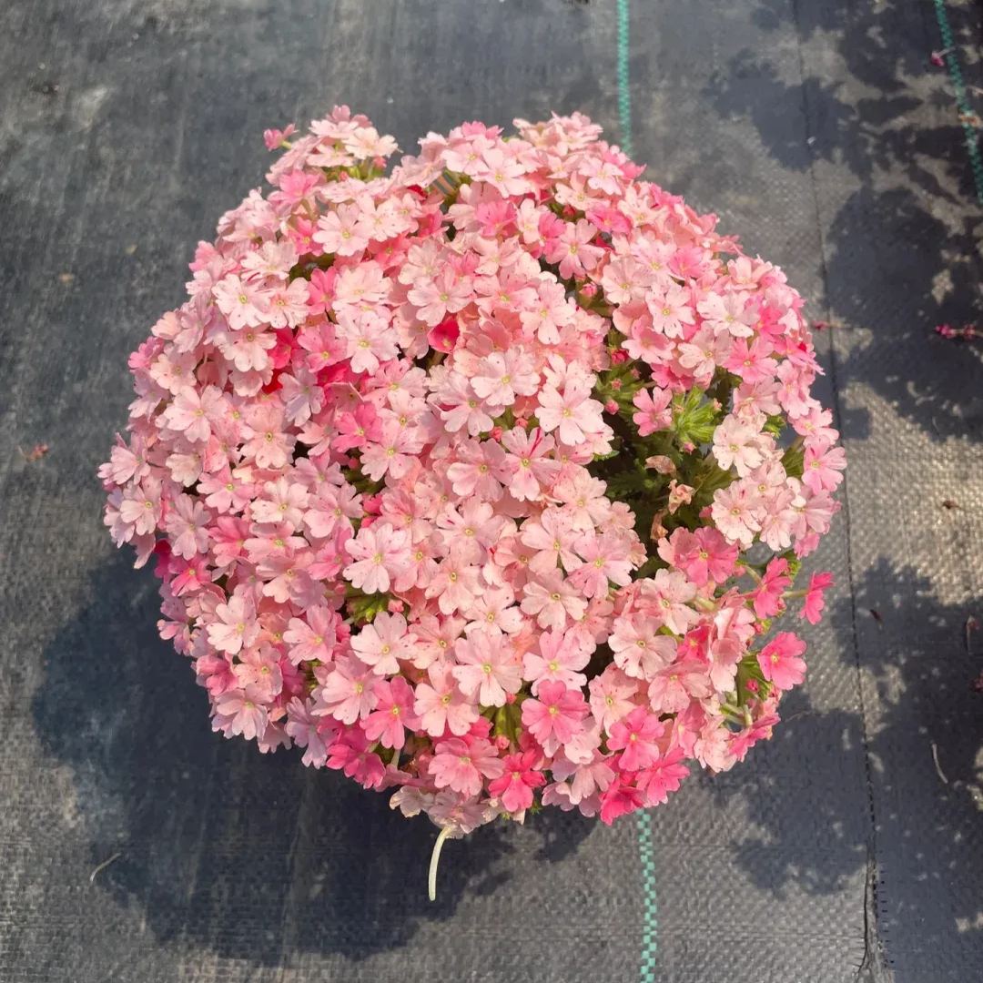 Verbena Hybrida Voss-Tuscan Peach Powder-Seeds