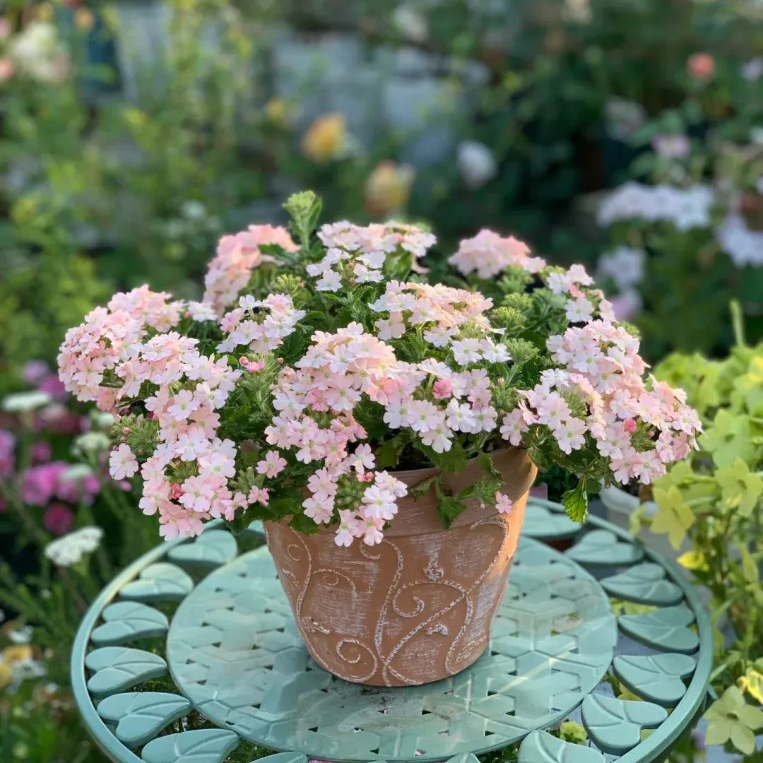 Verbena Hybrida Voss-Tuscan Peach Powder-Seeds