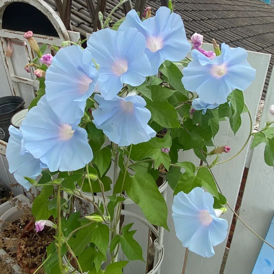 Hot Sale With 56% Off🎉Morning Glory-Climbing Vine🍃🫧Quick Flower Wall In 2 Months