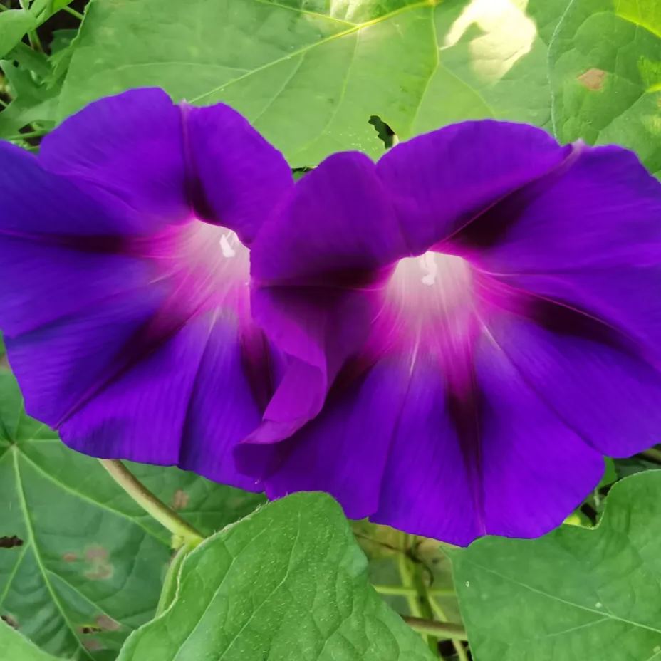 Hot Sale With 56% Off🎉Morning Glory-Climbing Vine🍃🫧Quick Flower Wall In 2 Months