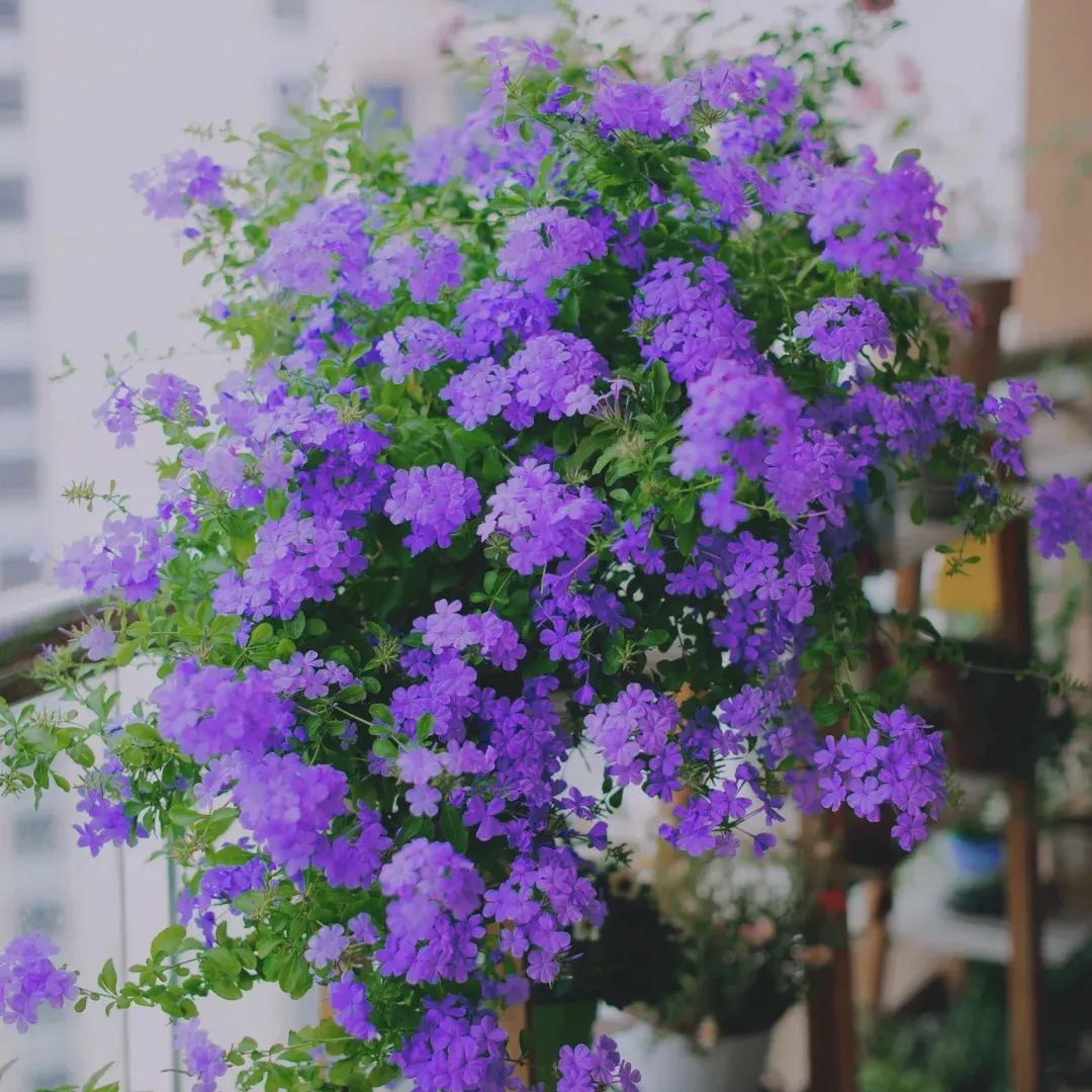 Blue Plumbago auriculata🌈heat and drought tolerant-insect resistant