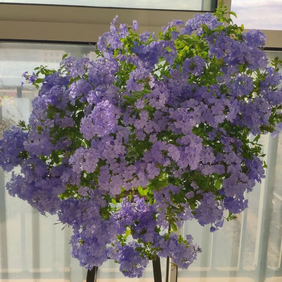 Purple Plumbago auriculata🌈heat and drought tolerant-insect resistant
