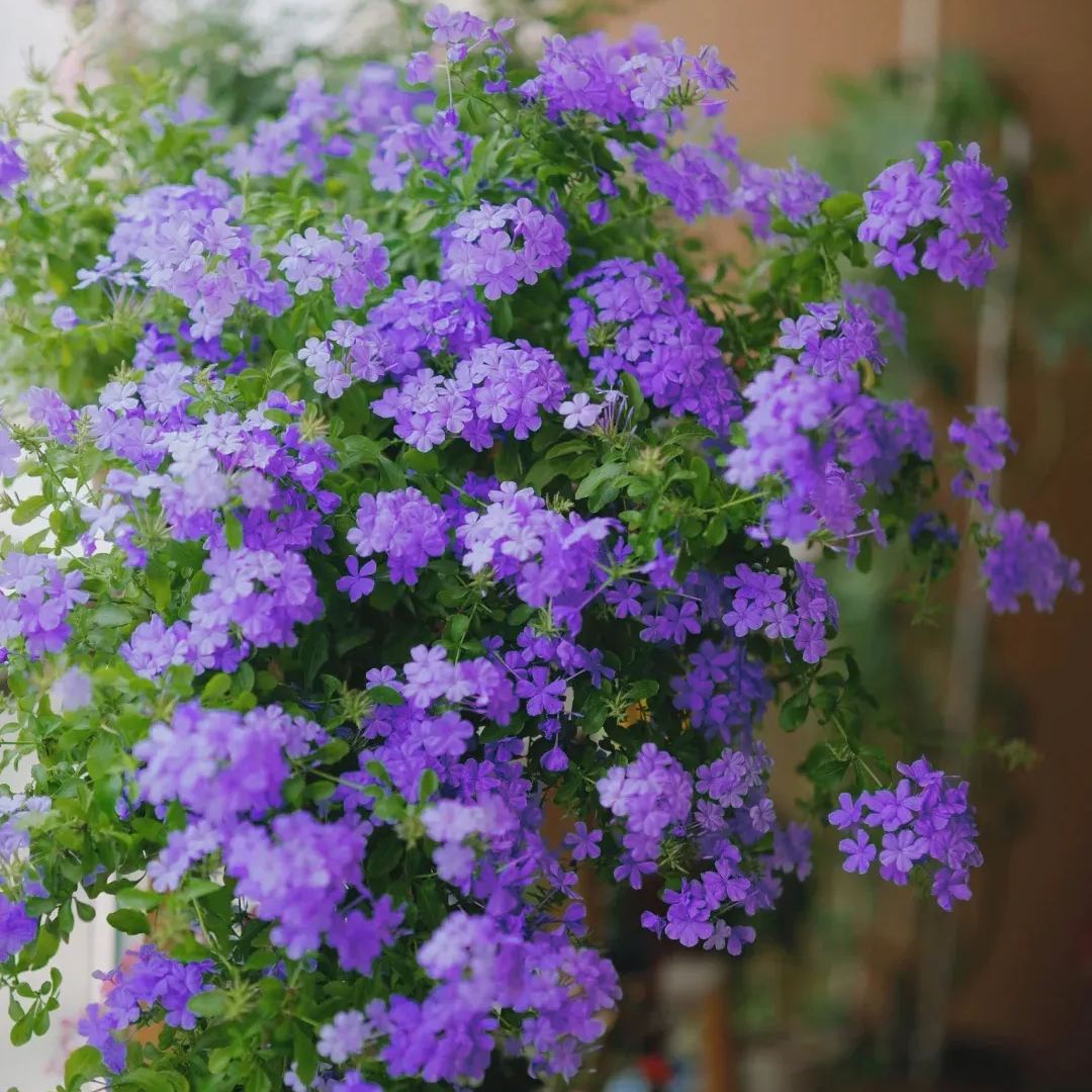 Blue Plumbago auriculata🌈heat and drought tolerant-insect resistant