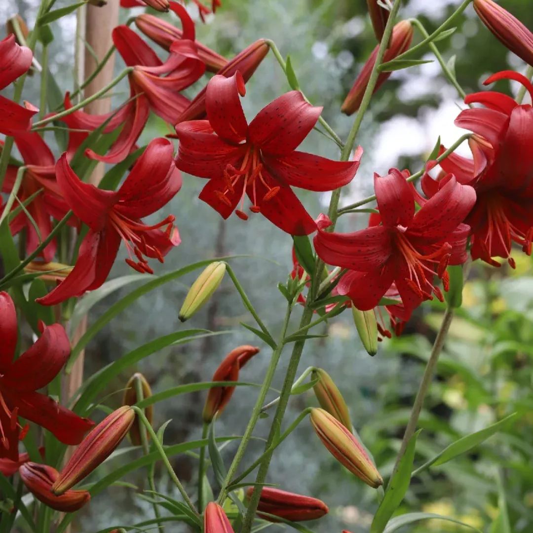 Lily Red Velvet-The most beautiful red lily in my heart