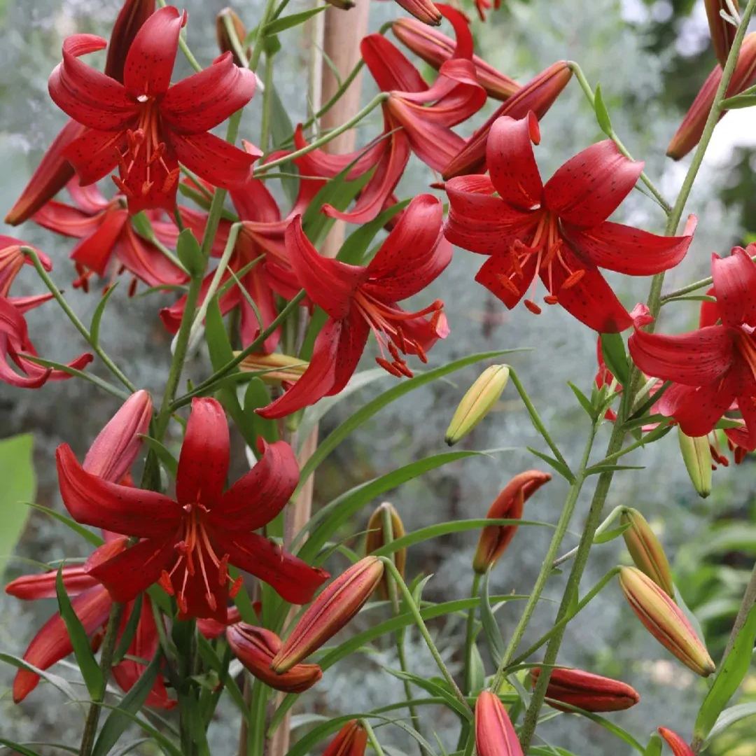 Lily Red Velvet-The most beautiful red lily in my heart