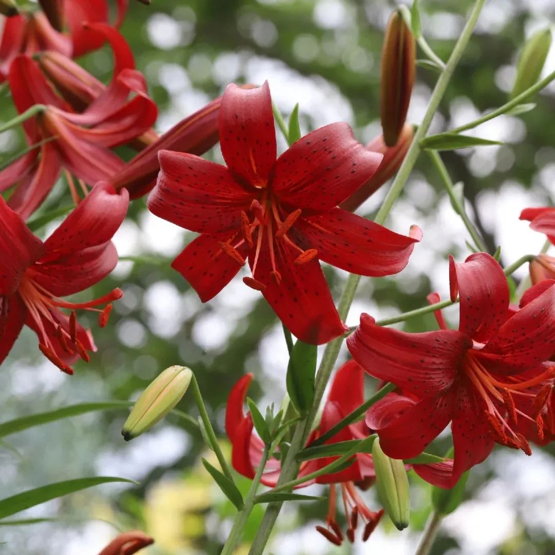 Lily Red Velvet-The most beautiful red lily in my heart