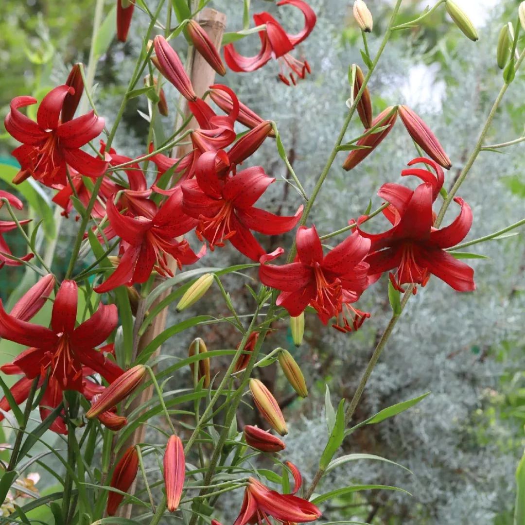 Lily Red Velvet-The most beautiful red lily in my heart