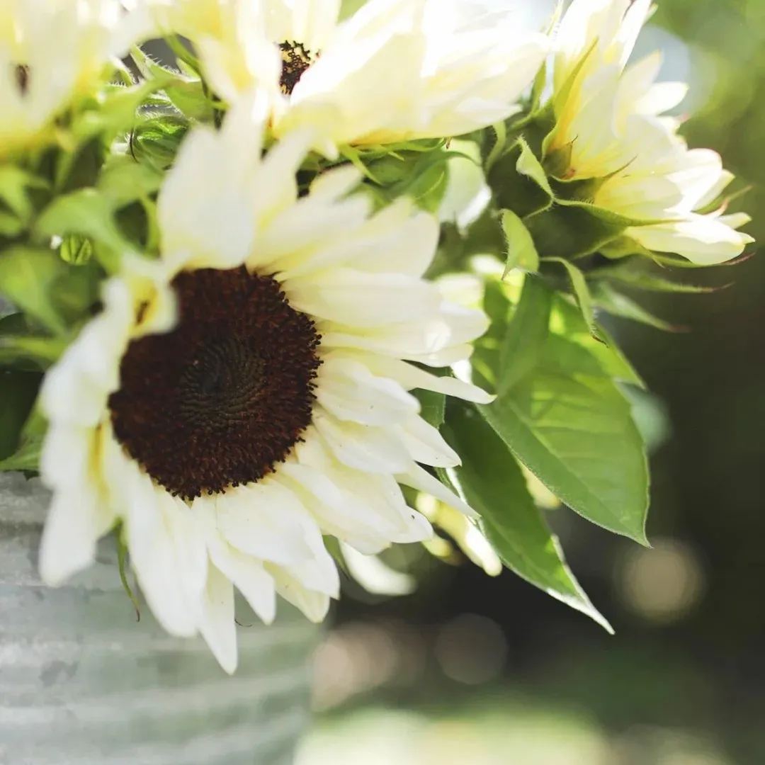 White Lover/Nite Sunflower-The unique sunflower in the sunflower world