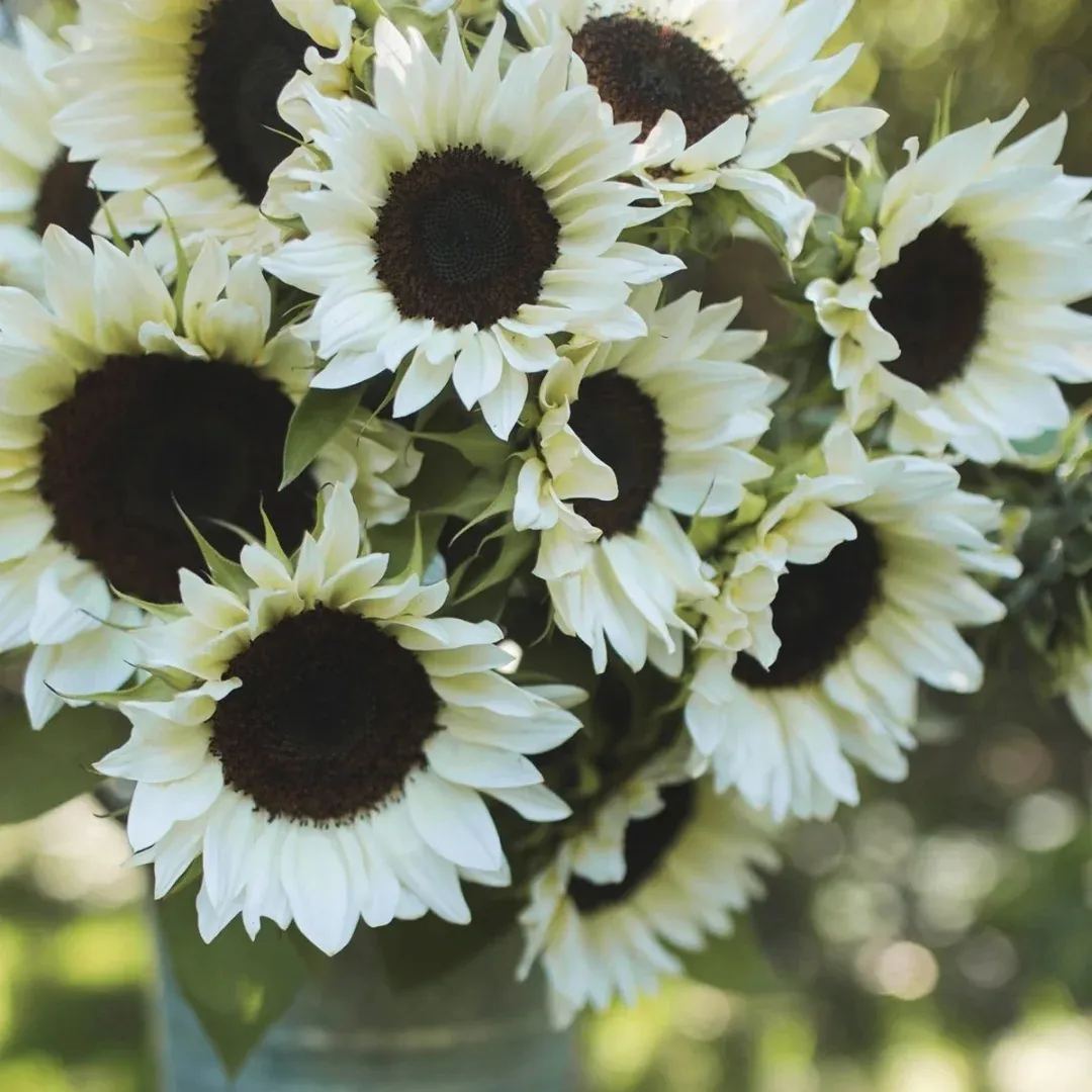 White Lover/Nite Sunflower-The unique sunflower in the sunflower world