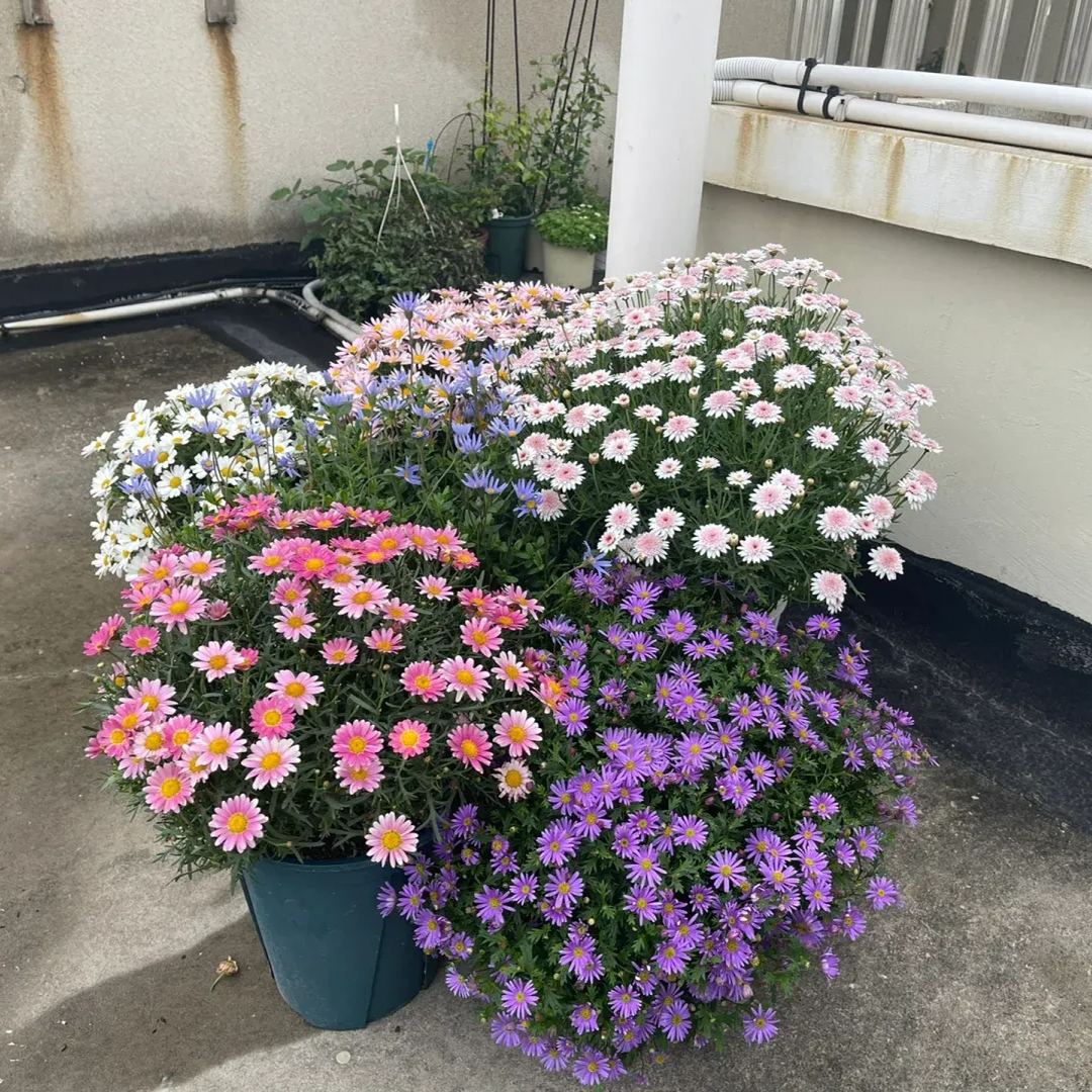 Hot sale🔥Marguerite daisy/multi-color🌼explosion machine