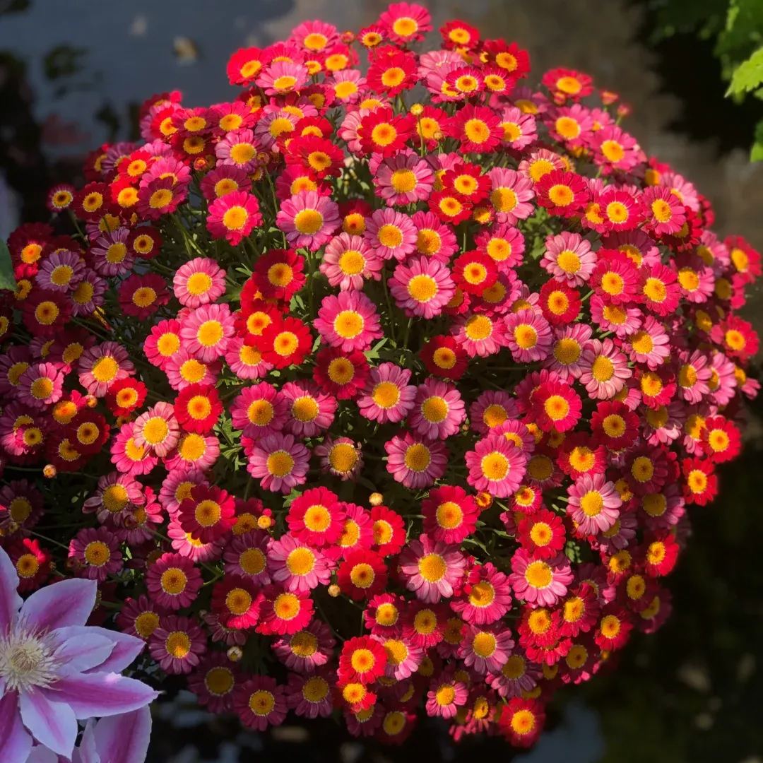 Hot sale🔥Marguerite daisy/multi-color🌼explosion machine