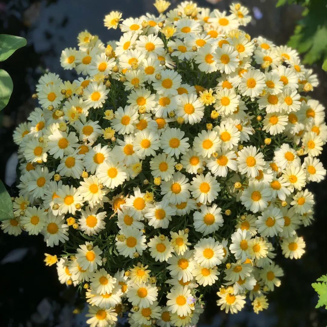 Hot sale🔥Marguerite daisy/multi-color🌼explosion machine