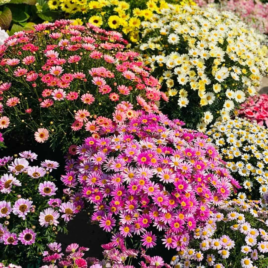 Hot sale🔥Marguerite daisy/multi-color🌼explosion machine