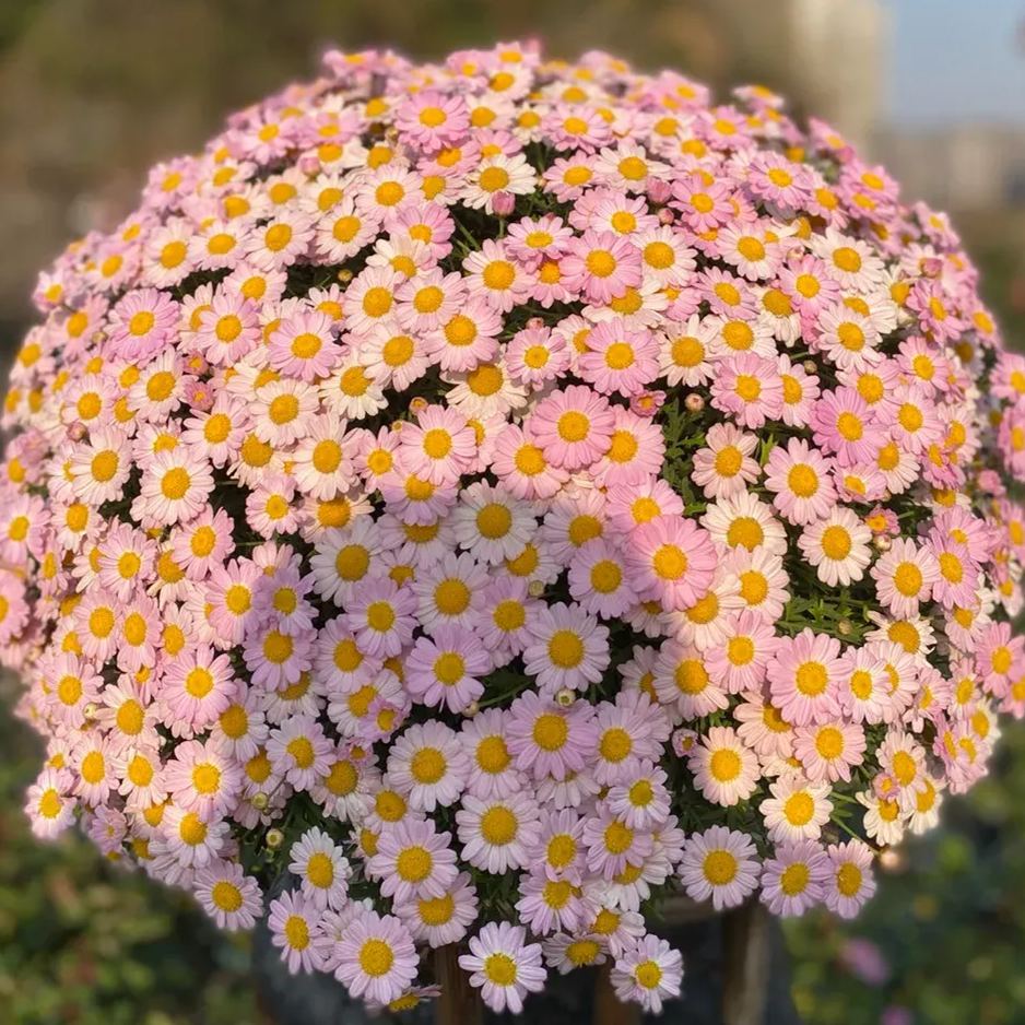 Hot sale🔥Marguerite daisy/multi-color🌼explosion machine