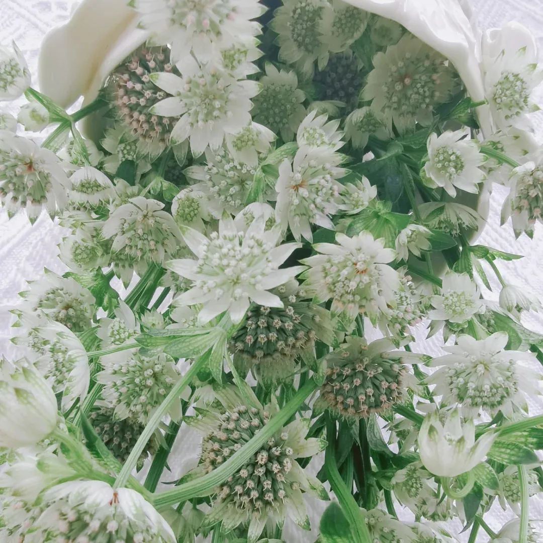 On seale!!Spring new arrivals🥰Astrantia Major Seeds