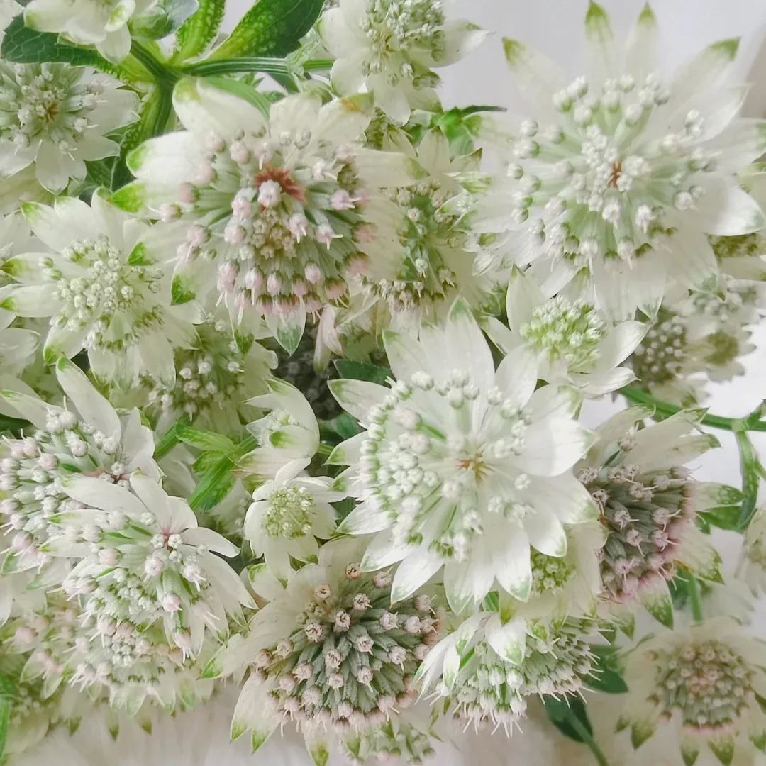 On seale!!Spring new arrivals🥰Astrantia Major Seeds