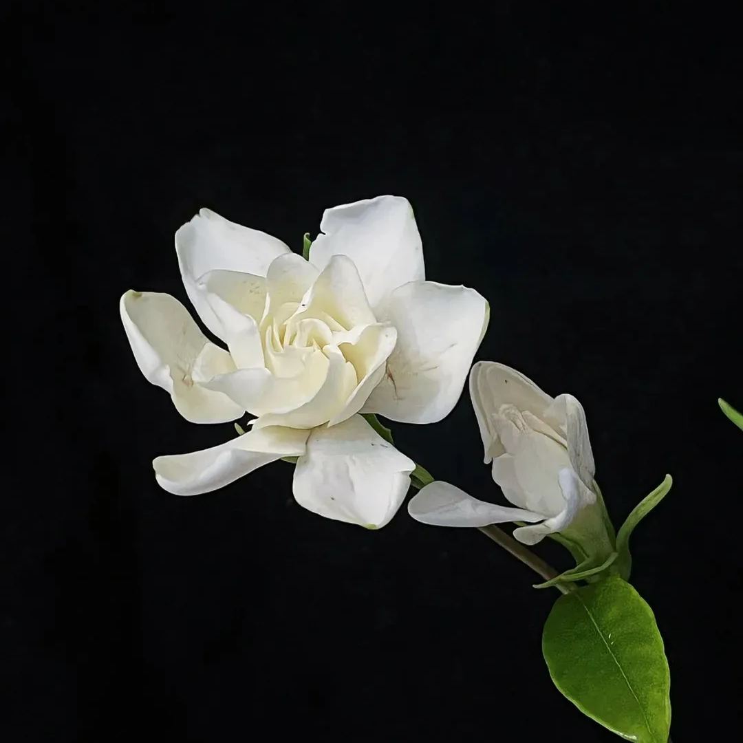 Fresh gardenia seeds