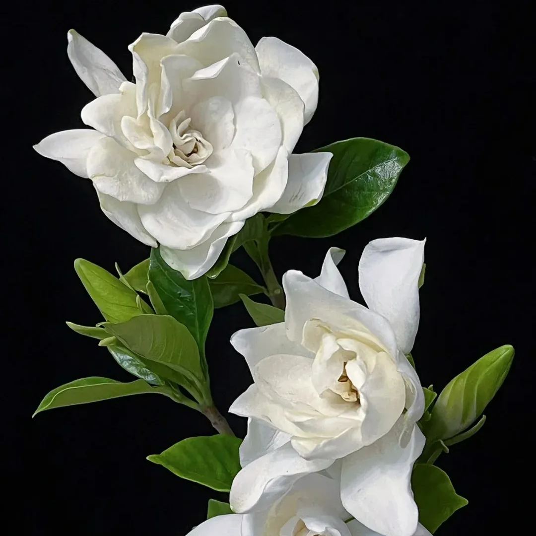 Fresh gardenia seeds