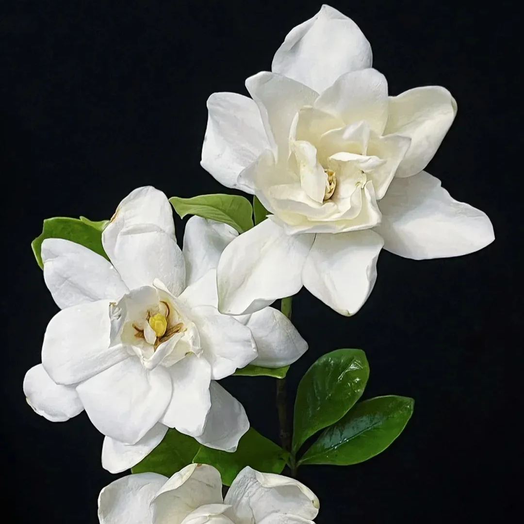 Fresh gardenia seeds