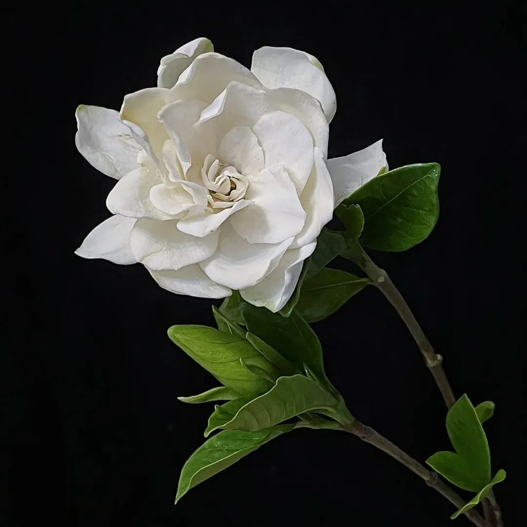 Fresh gardenia seeds