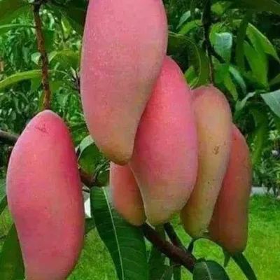 🎉✨56 Discount🔥Rare Pink Mango💗Super Sweet