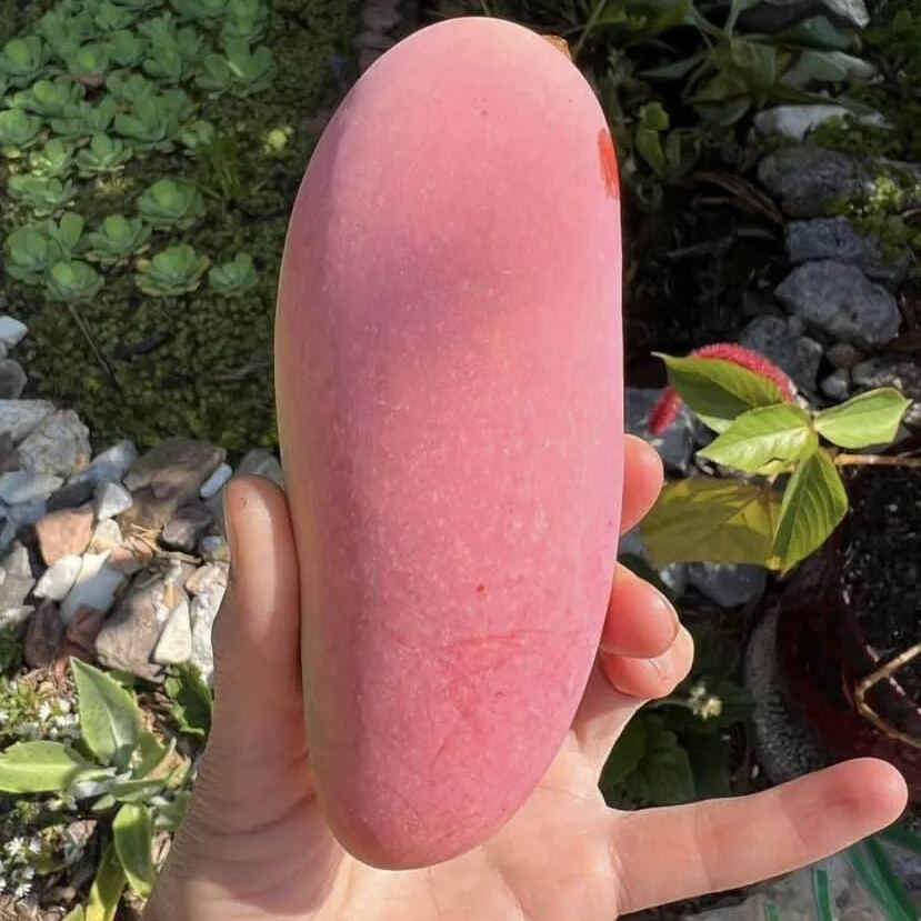 🎉✨56 Discount🔥Rare Pink Mango💗Super Sweet
