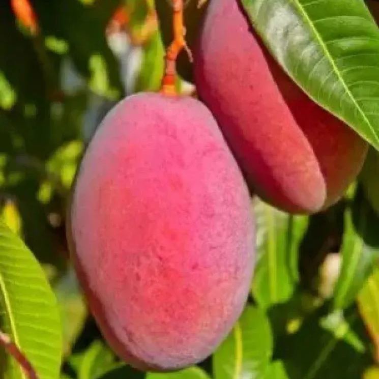 🎉✨56 Discount🔥Rare Pink Mango💗Super Sweet
