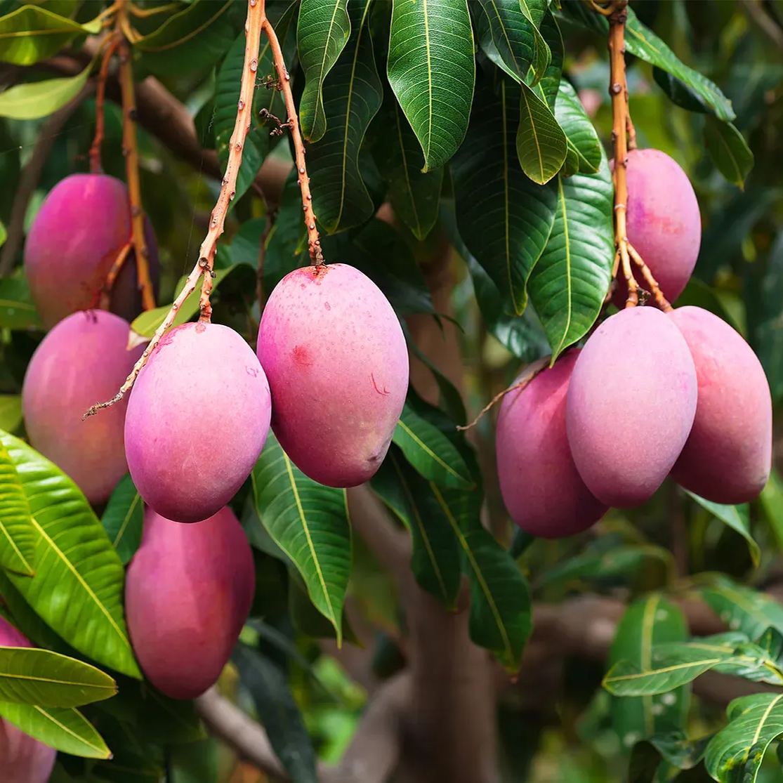 🎉✨56 Discount🔥Rare Pink Mango💗Super Sweet