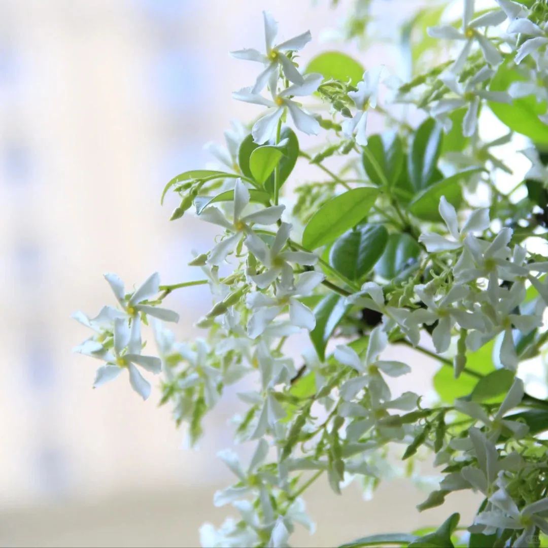 star jasmine/windmill jasmine-flower wall