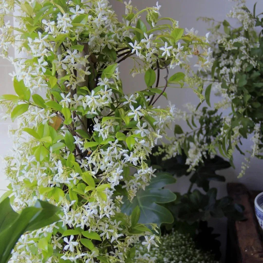 star jasmine/windmill jasmine-flower wall