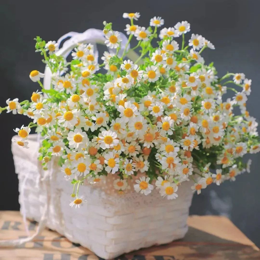 🔥Hot sale🎉Chamomile Seeds✨🌼Beautiful flowers not to be missed