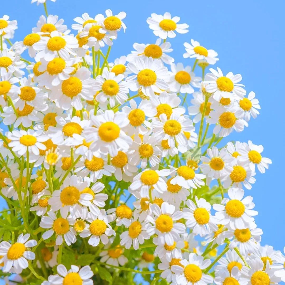 🔥Hot sale🎉Chamomile Seeds✨🌼Beautiful flowers not to be missed