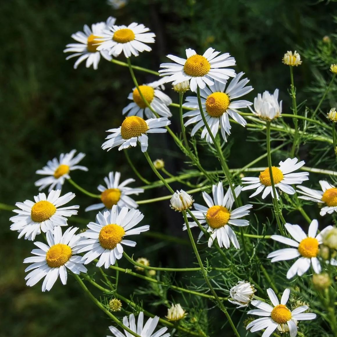 🔥Hot sale🎉Chamomile Seeds✨🌼Beautiful flowers not to be missed