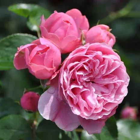 Leonardo Da Vinci Also Called MEIdeauri