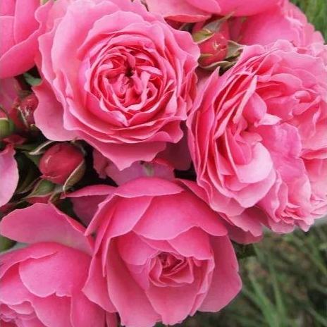 Leonardo Da Vinci Also Called MEIdeauri