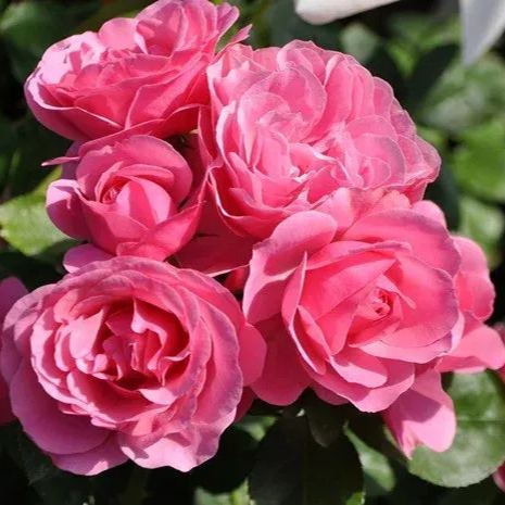 Leonardo Da Vinci Also Called MEIdeauri