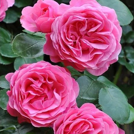 Leonardo Da Vinci Also Called MEIdeauri