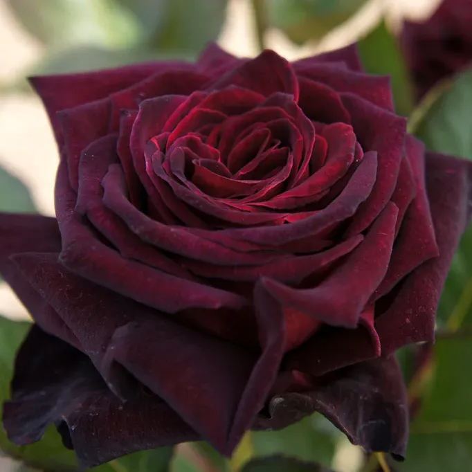 🎉Limited Time Discount🎉Black Buck Rose❤️🖤Heirloom Seeds