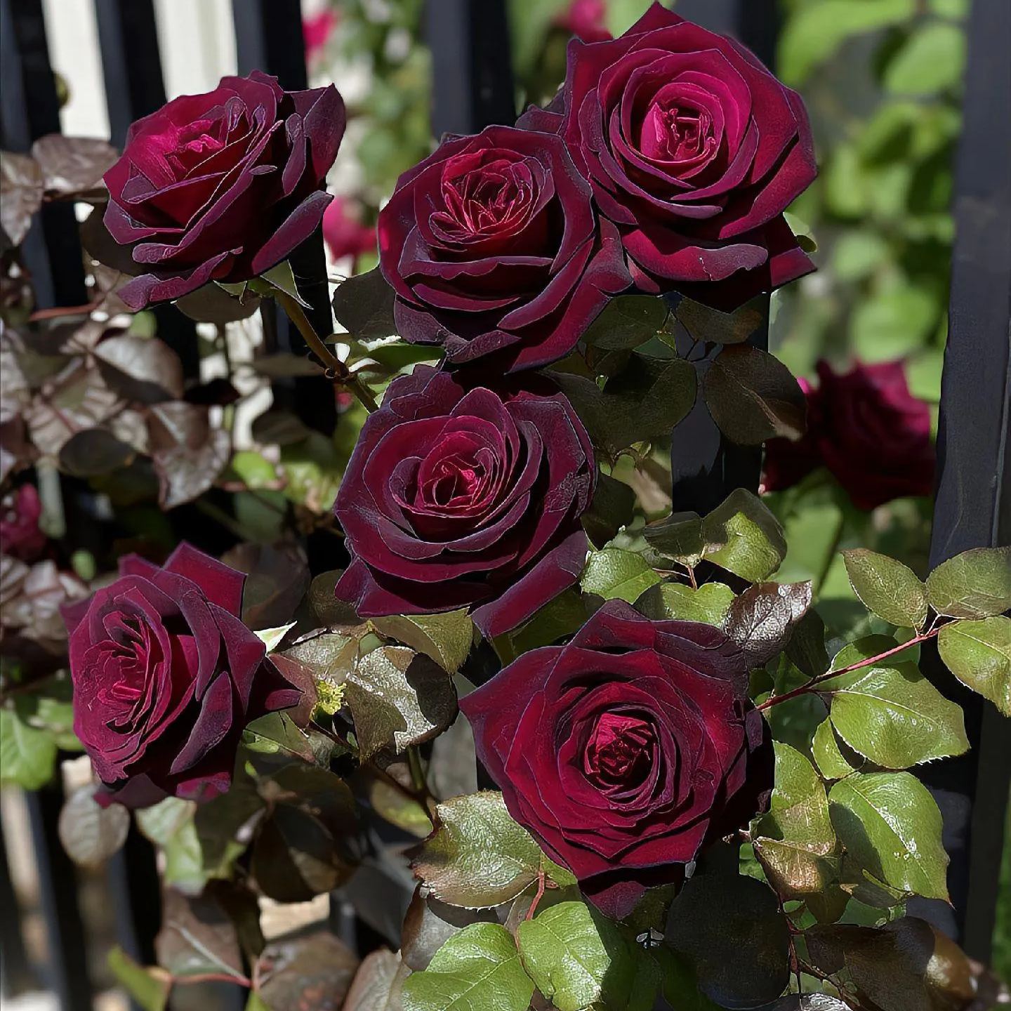 🎉Limited Time Discount🎉Black Buck Rose❤️🖤Heirloom Seeds