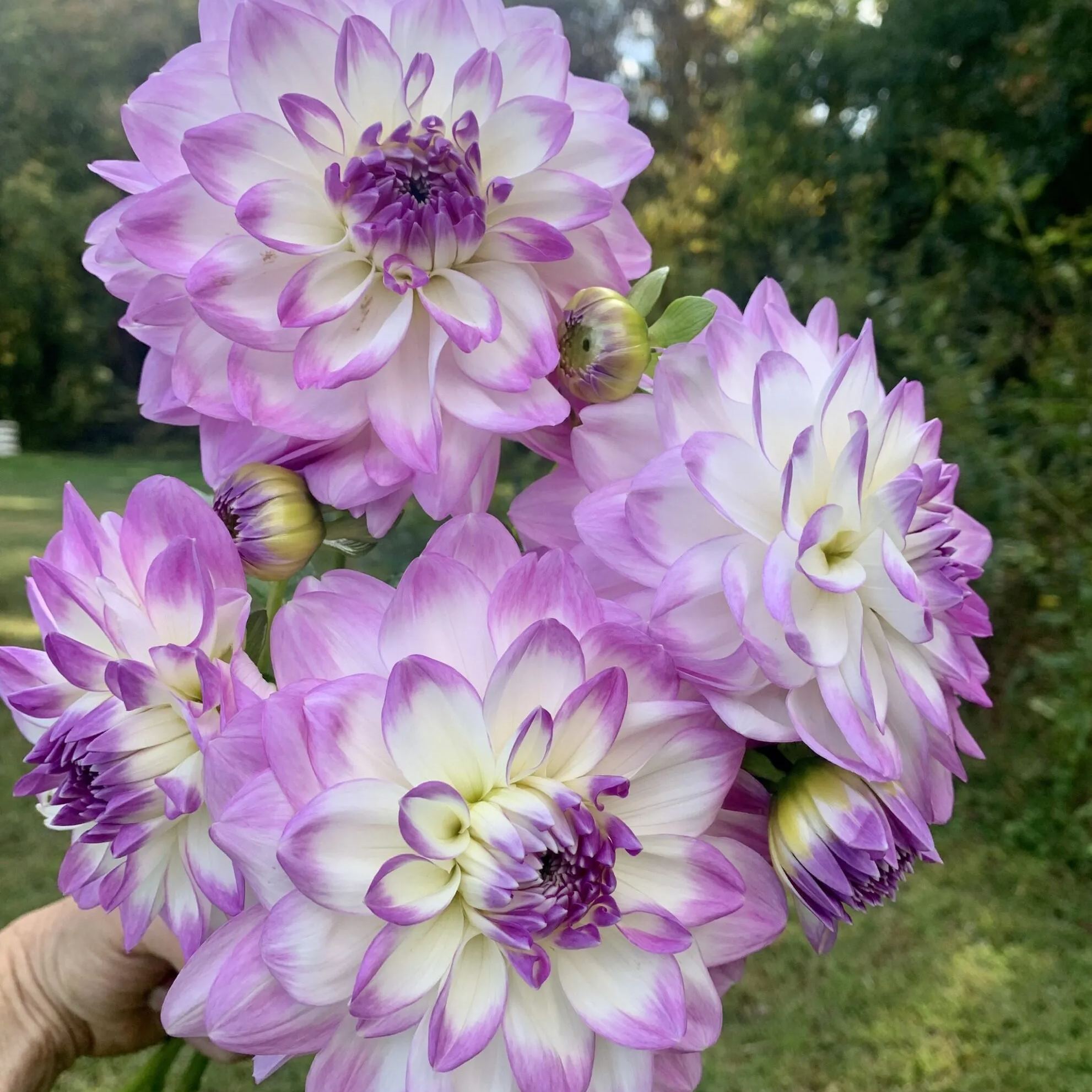 💟Dahlia 'Mikayla Miranda'💟Ground and potted plants