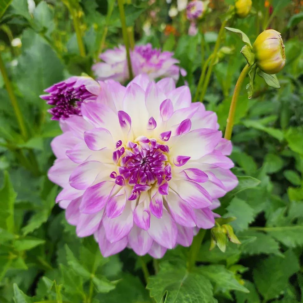 💟Dahlia 'Mikayla Miranda'💟Ground and potted plants