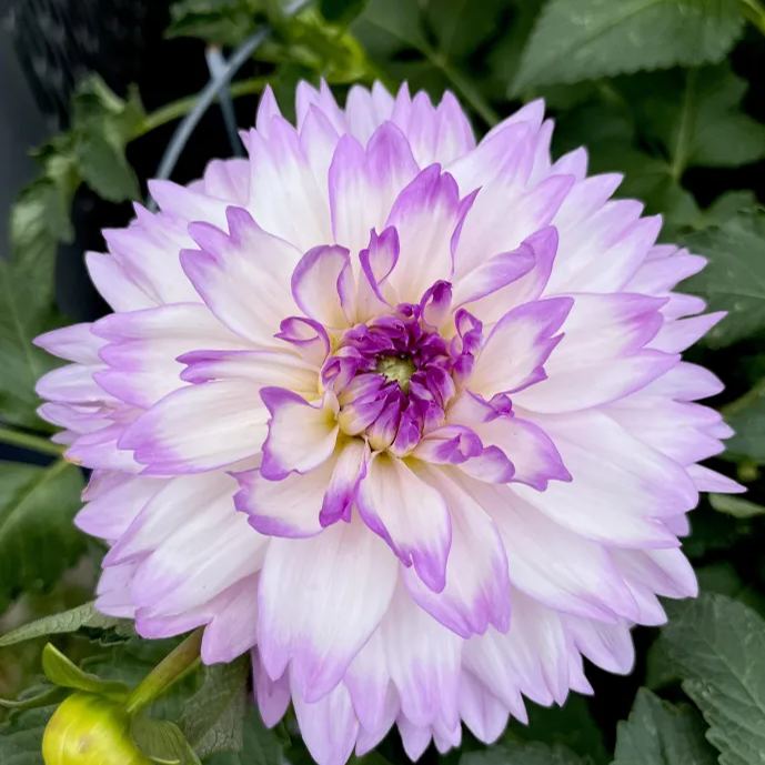 💟Dahlia 'Mikayla Miranda'💟Ground and potted plants