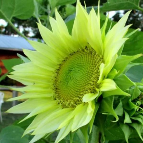 Rare green purple sunflower💚🌻