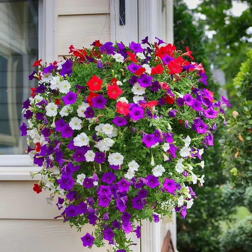 Hot Sale✨Potted Petunia🎉Great Value For Money