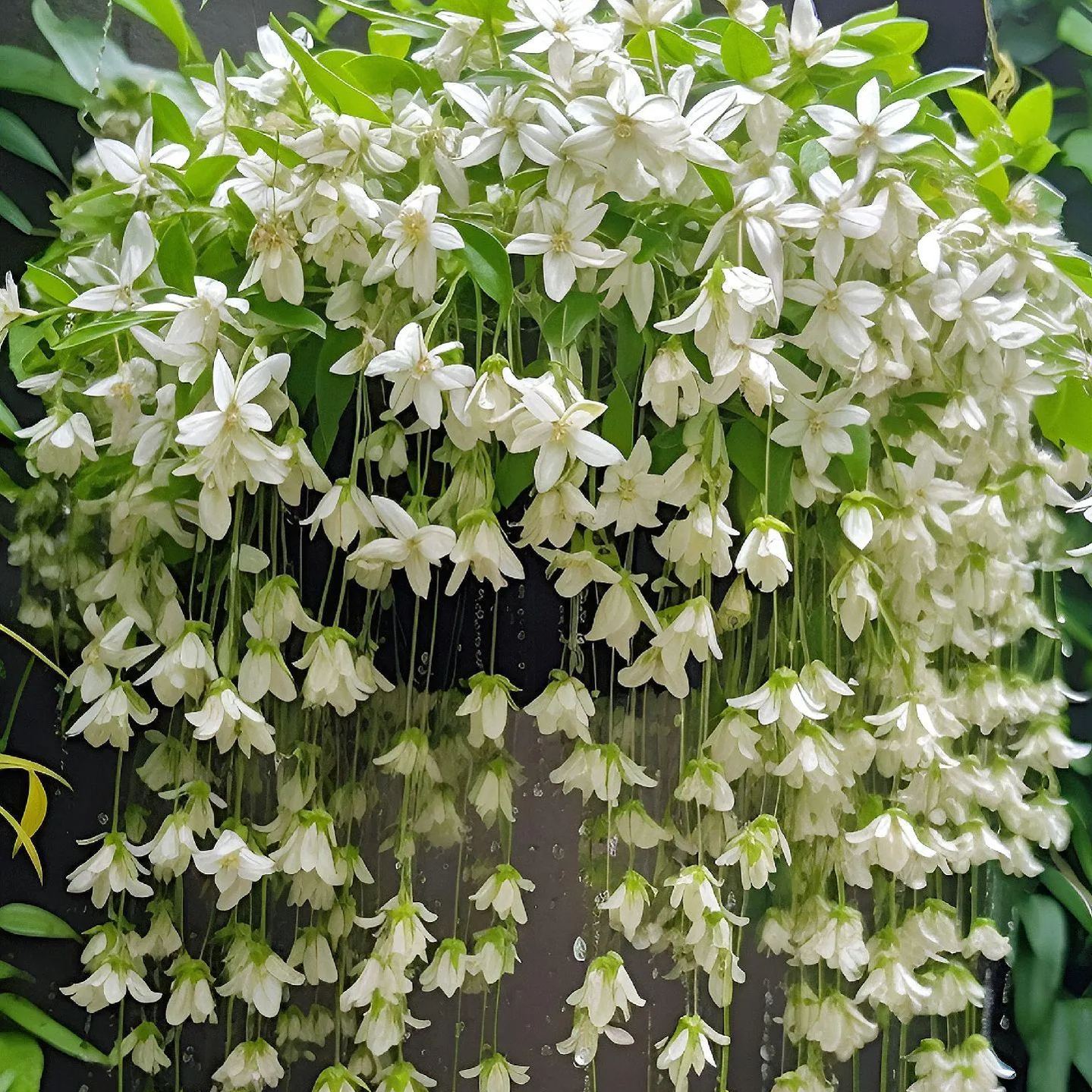 Hot Selling🎉Super Beautiful Creeping Jasmine🥰Plant A Simple Potted P