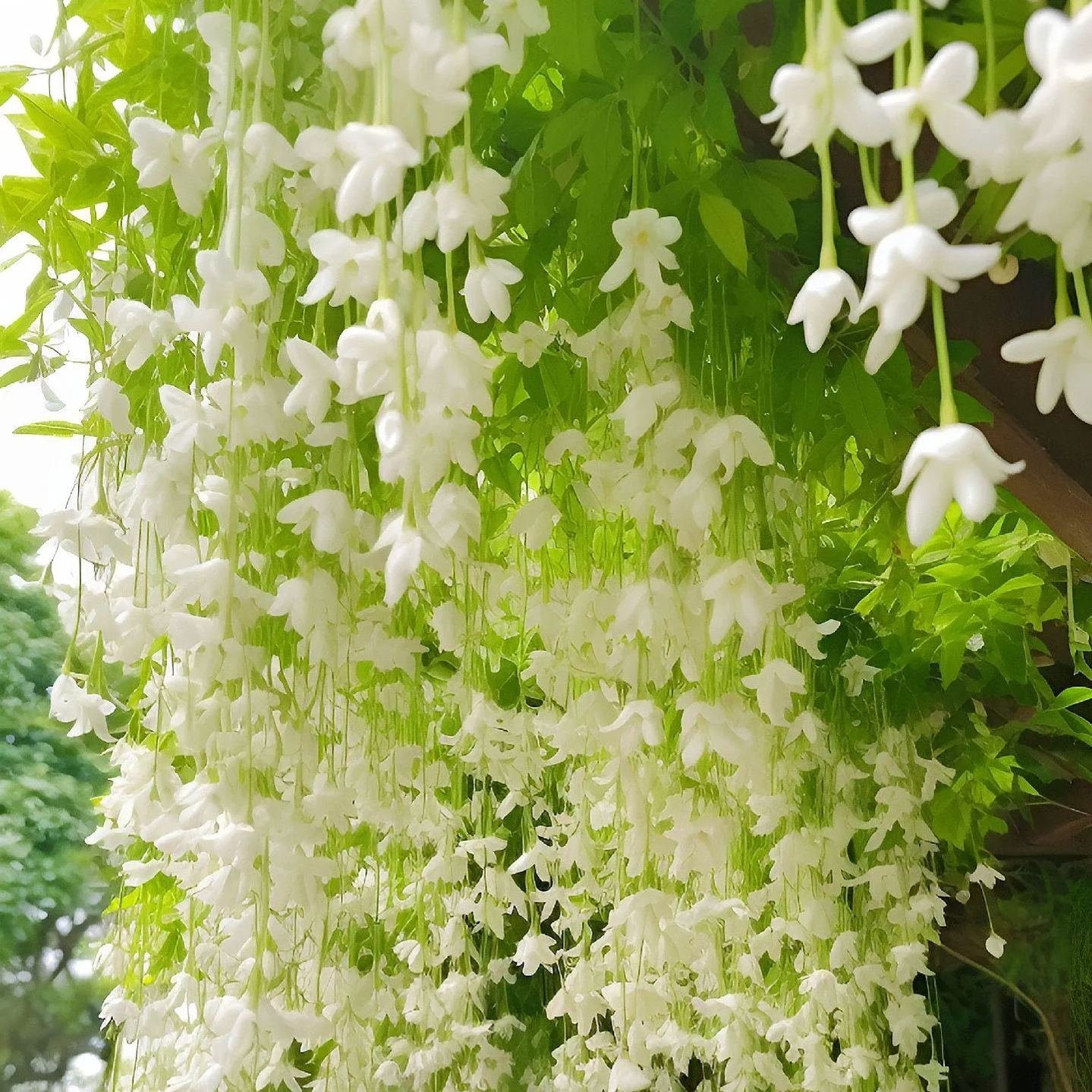 Hot Selling🎉Super Beautiful Creeping Jasmine🥰Plant A Simple Potted Plant